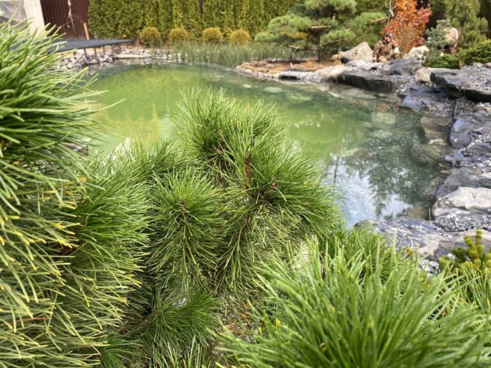 pond1-8